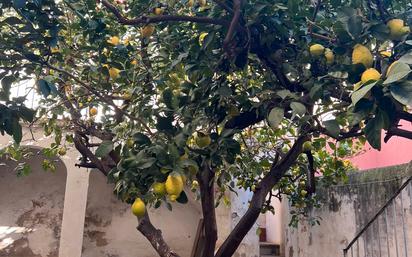 Jardí de Casa o xalet en venda en Mataró amb Jardí privat, Terrassa i Balcó