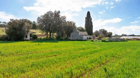 Parcela rustica a la venta en Muro, Mallorca, imagen 5