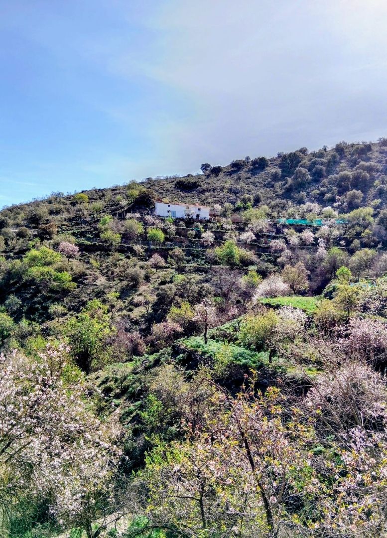 Exterior view of Country house for sale in Alcudia de Monteagud  with Furnished