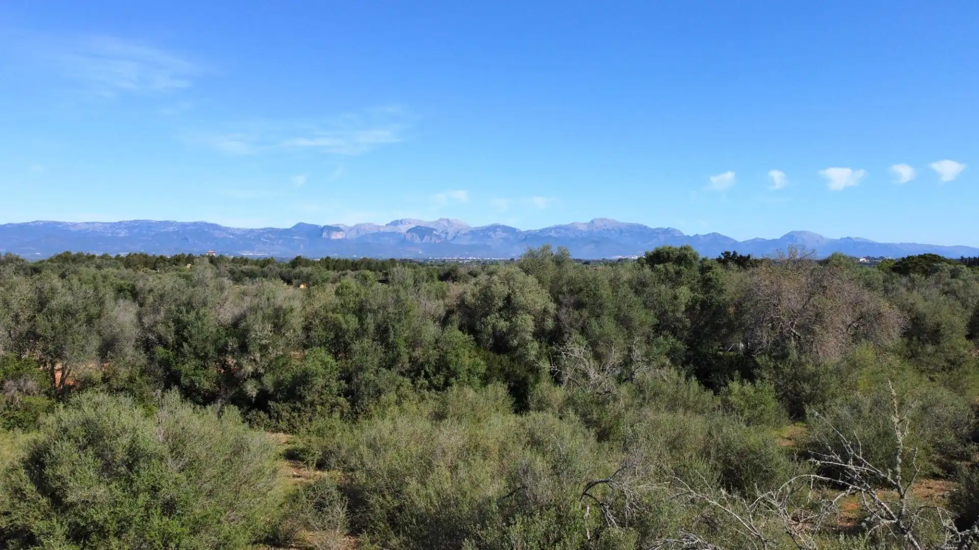 Villa avec piscine à vendre à Sencelles, imagen 15