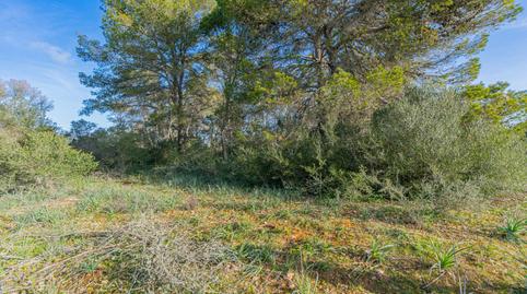 Photo 4 of Land for sale in Polígono Poligono 37 Parcela 359, Sa Casa Blanca,  Palma de Mallorca