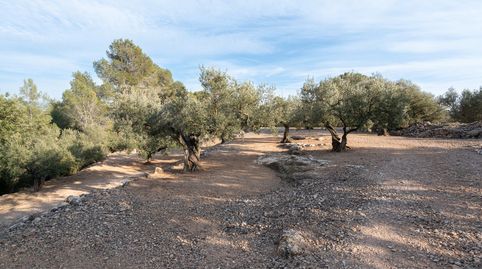 Finca rústica de olivos y algarrobos en plena producción, imatge 5