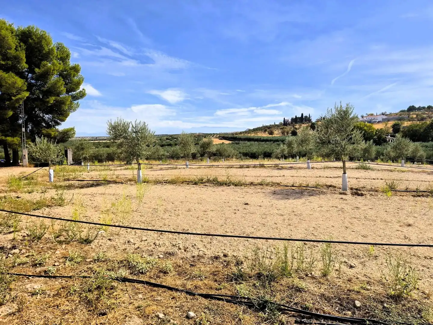 Wohnbaugrundstück zum Verkauf in Moraleda de Zafayona, imagen 3