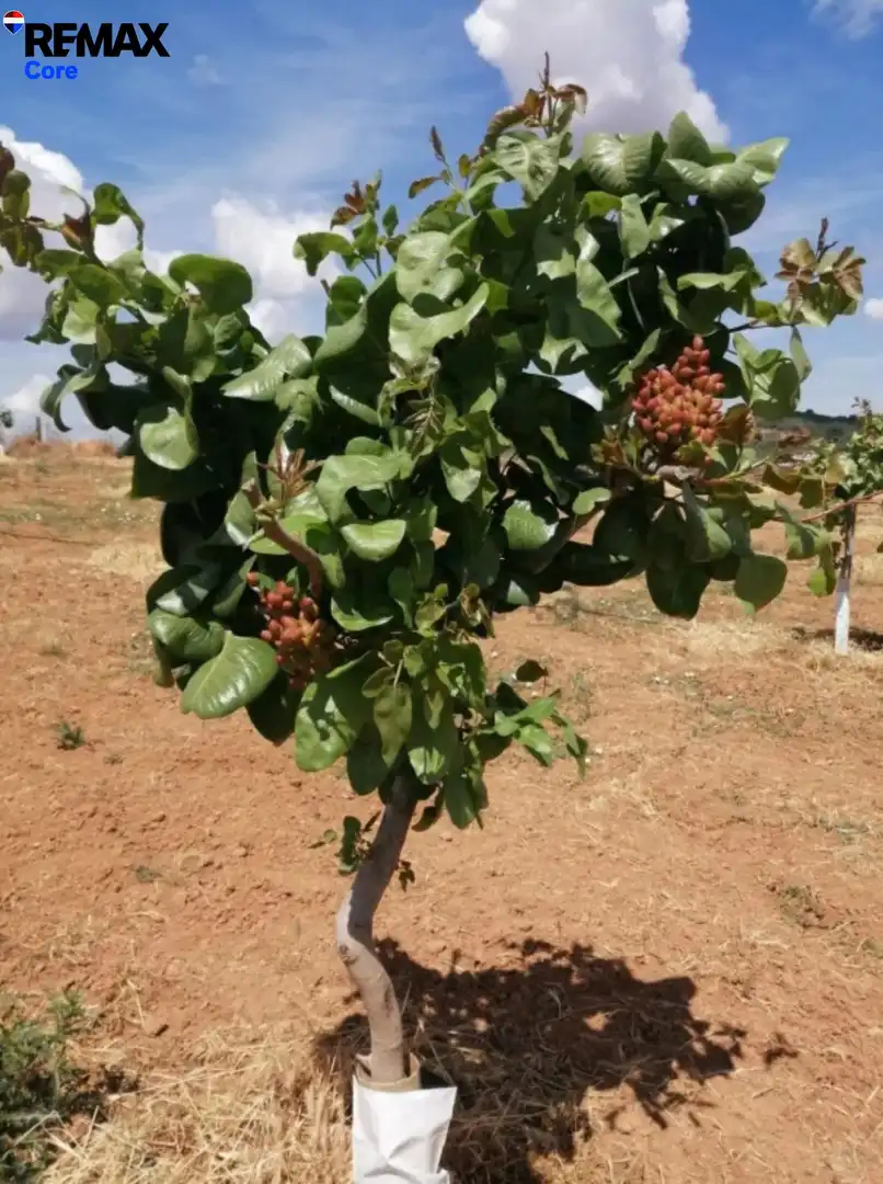 Jardín de Terreno en venta en Higuera la Real