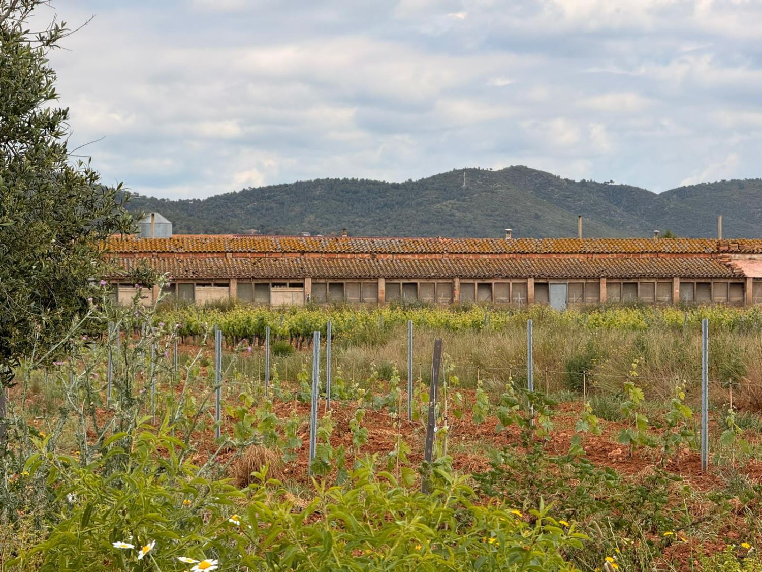 Vista exterior de Finca rústica en venta en Masllorenç