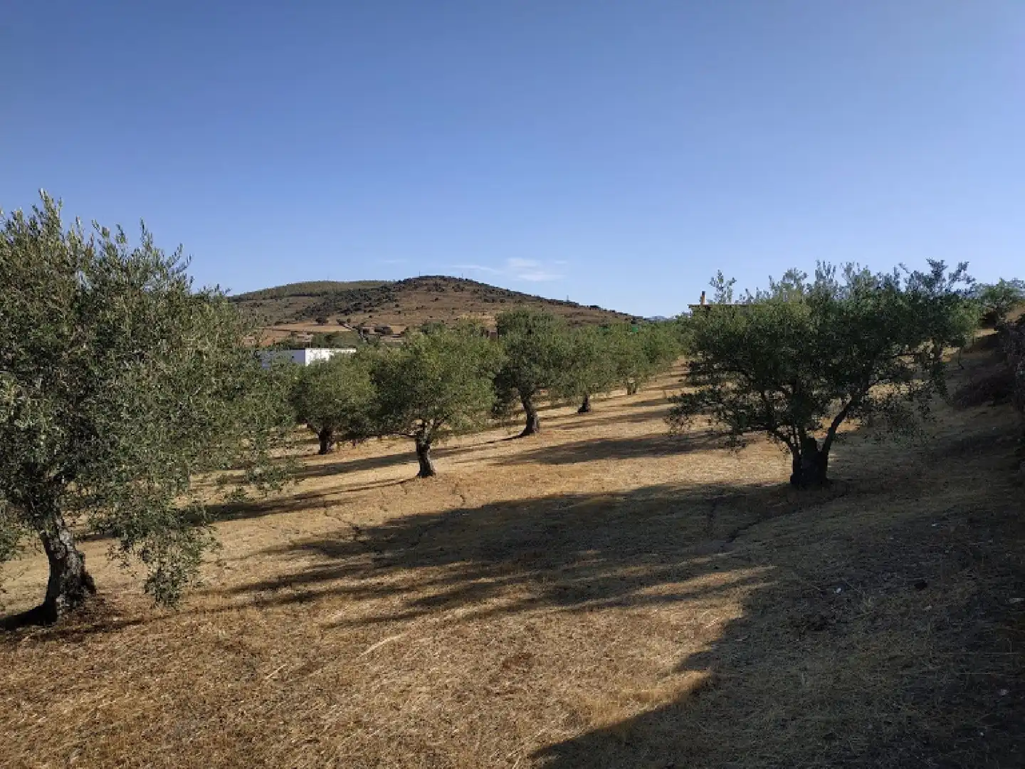 Terreni e lotti in vendita a Malpartida de Plasencia, imagen 4