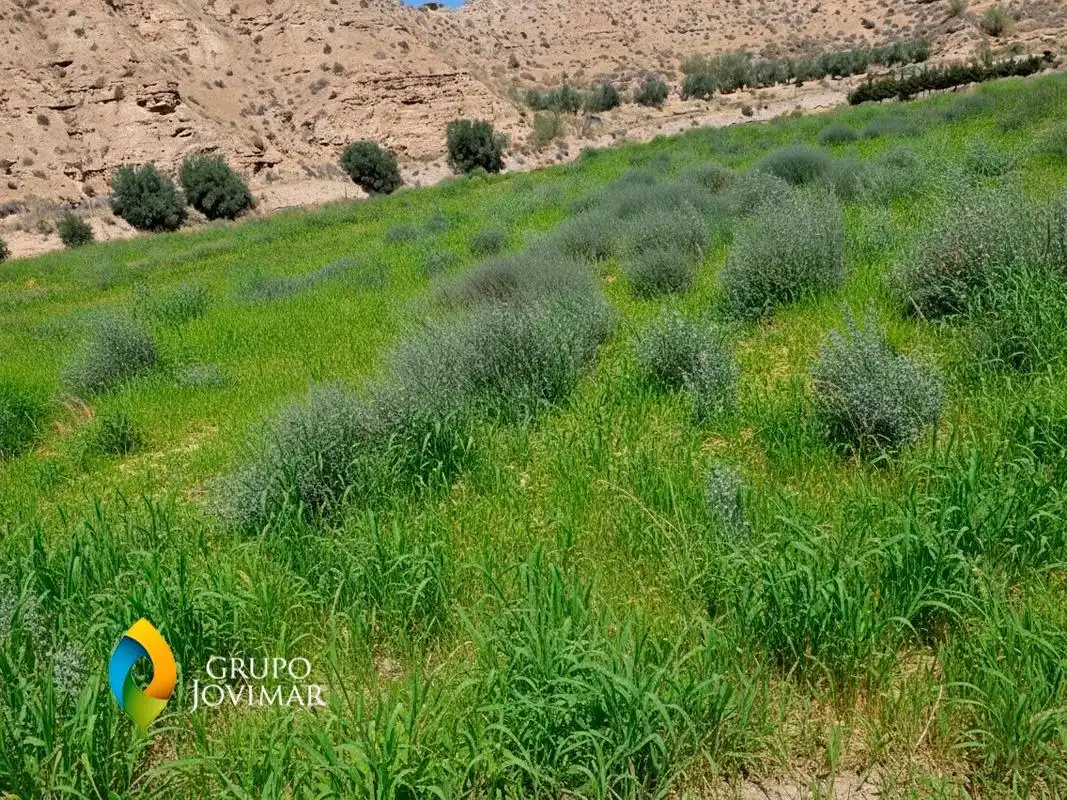 Terreno en venta en Gorafe