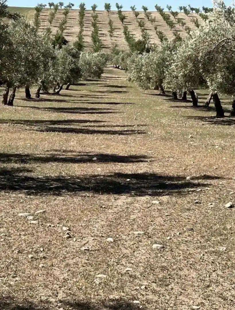 Vista exterior de Finca rústica en venda en Las Gabias