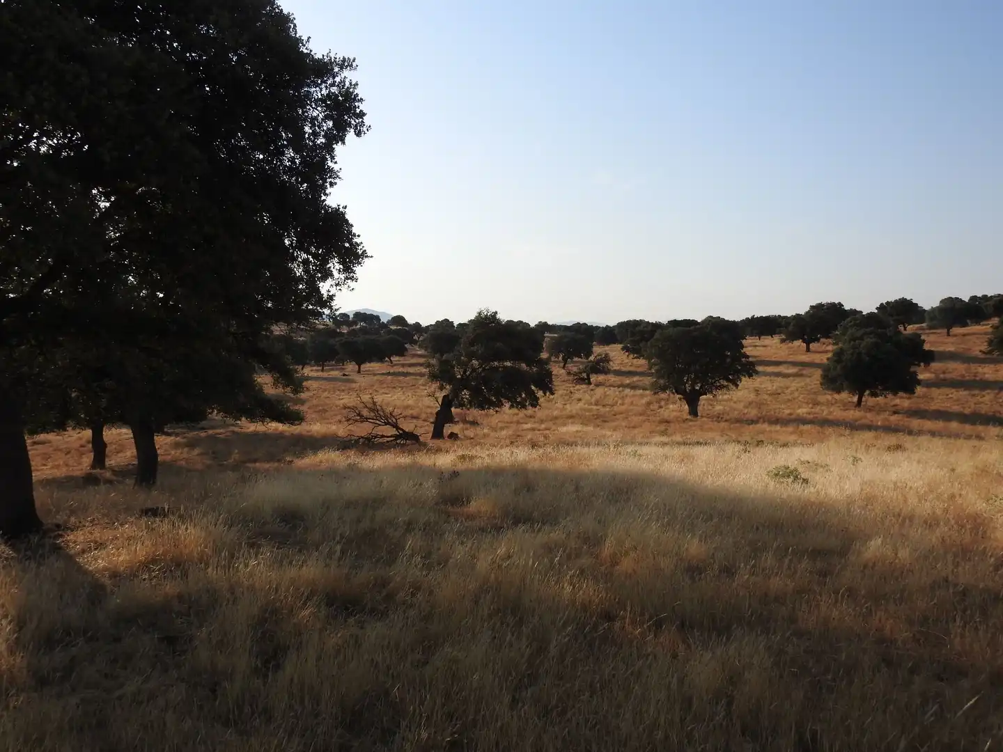 Land for sale in Villar del Pedroso