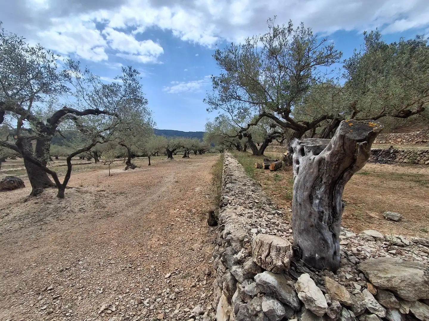 Terreno rustico in vendita a El Perelló, imagen 43