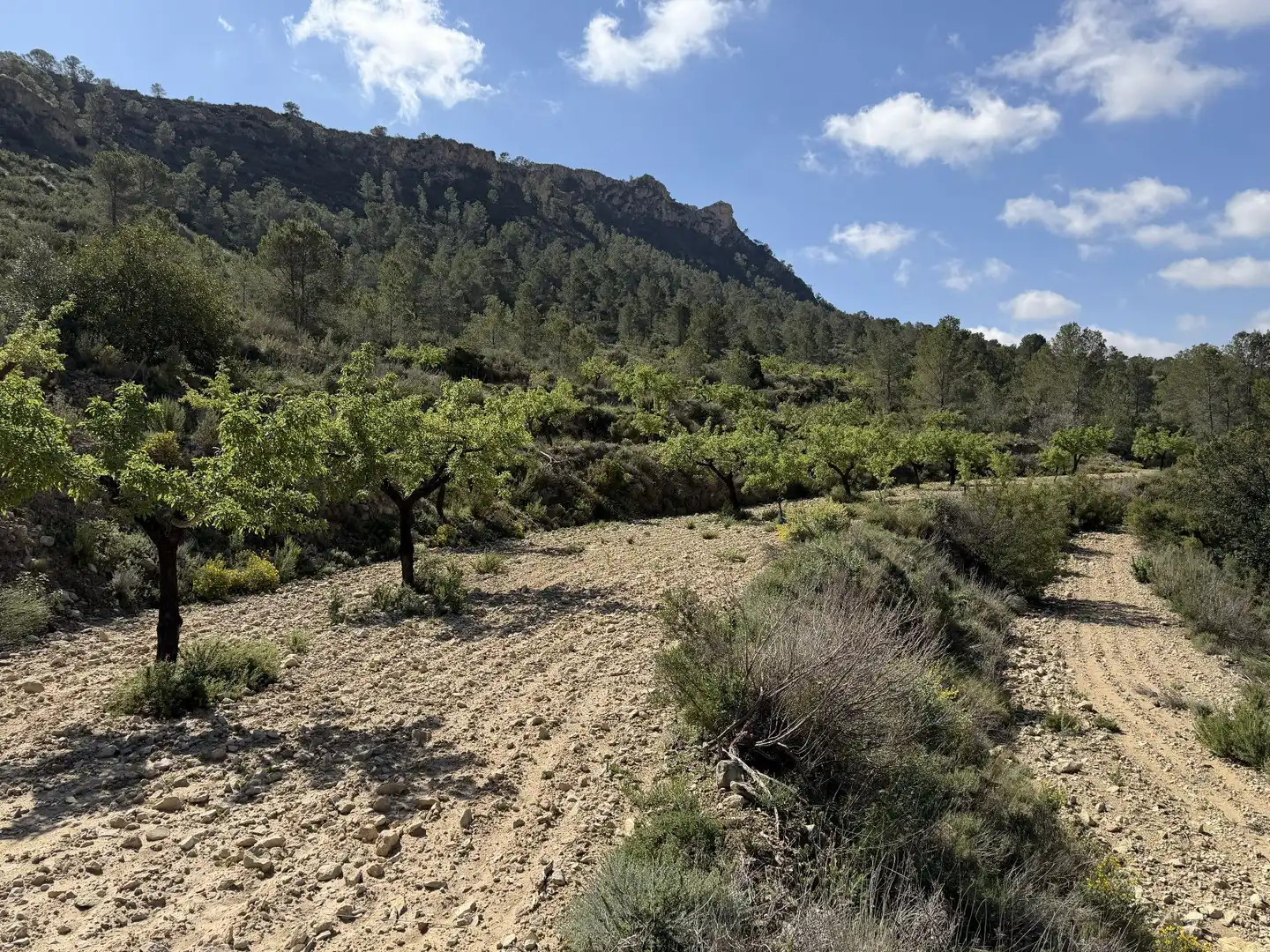 Terreno rustico in vendita a macaroves, imagen 7