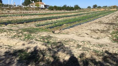 Foto 5 de Finca rústica en venta en Almonte ciudad, Almonte