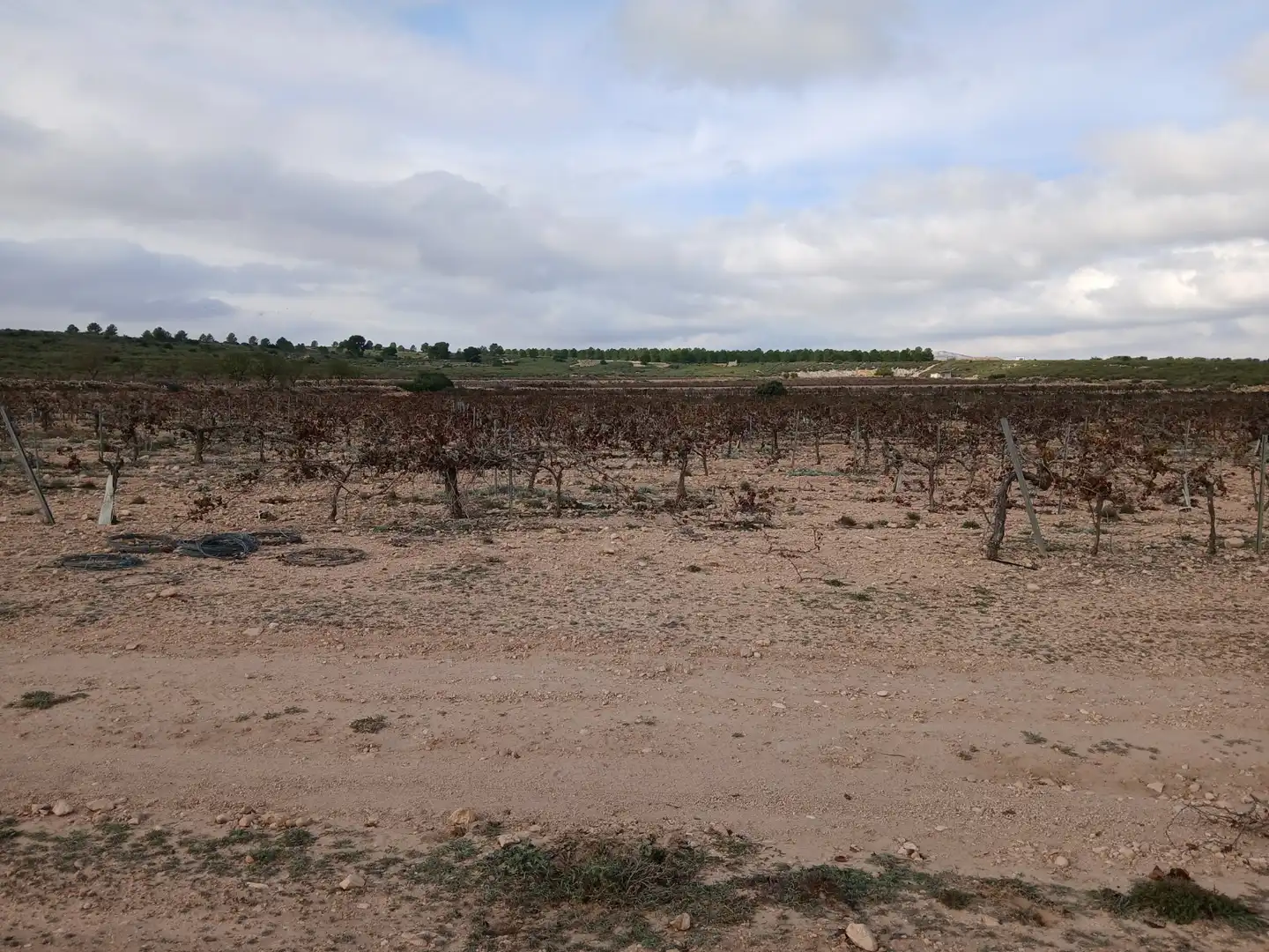 Residential land for sale in Yecla, imagen 21