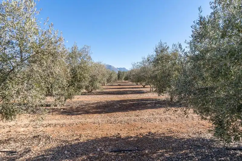 Terreni e lotti in vendita a Cogollos de la Vega, imagen 24