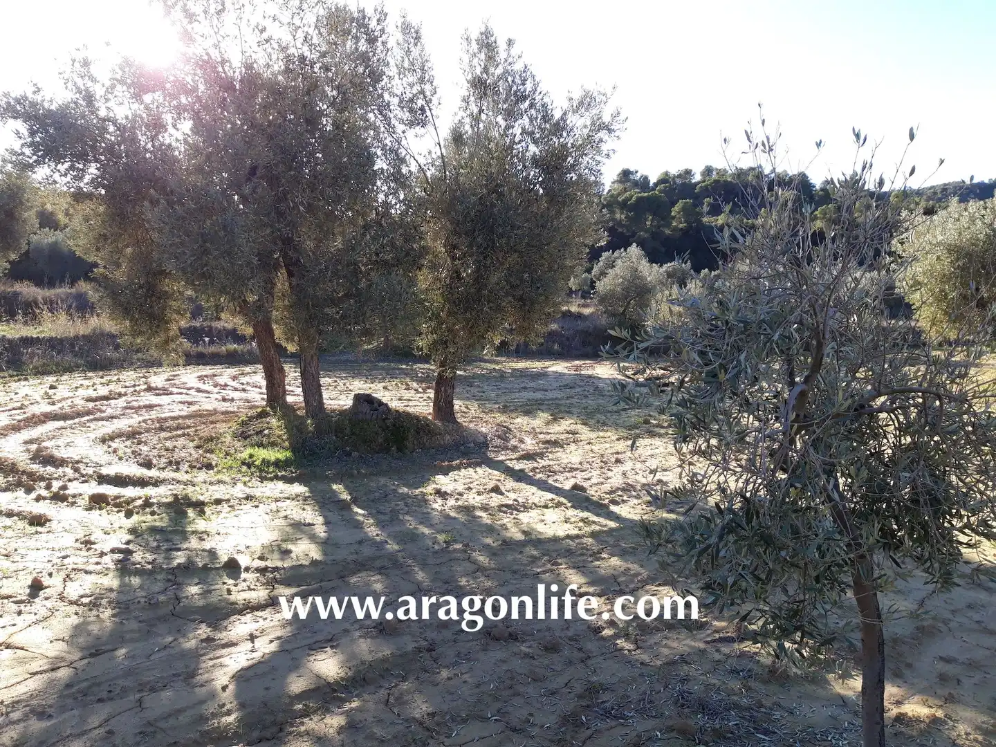 Terreni e lotti in vendita a Maella, imagen 8