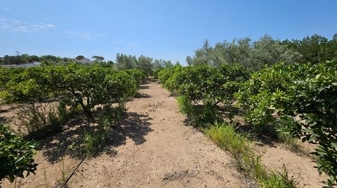 Finca de 6.000 M2, plana y vallada con casa unifamiliar y otros anexos de 262 M2, imatge 5