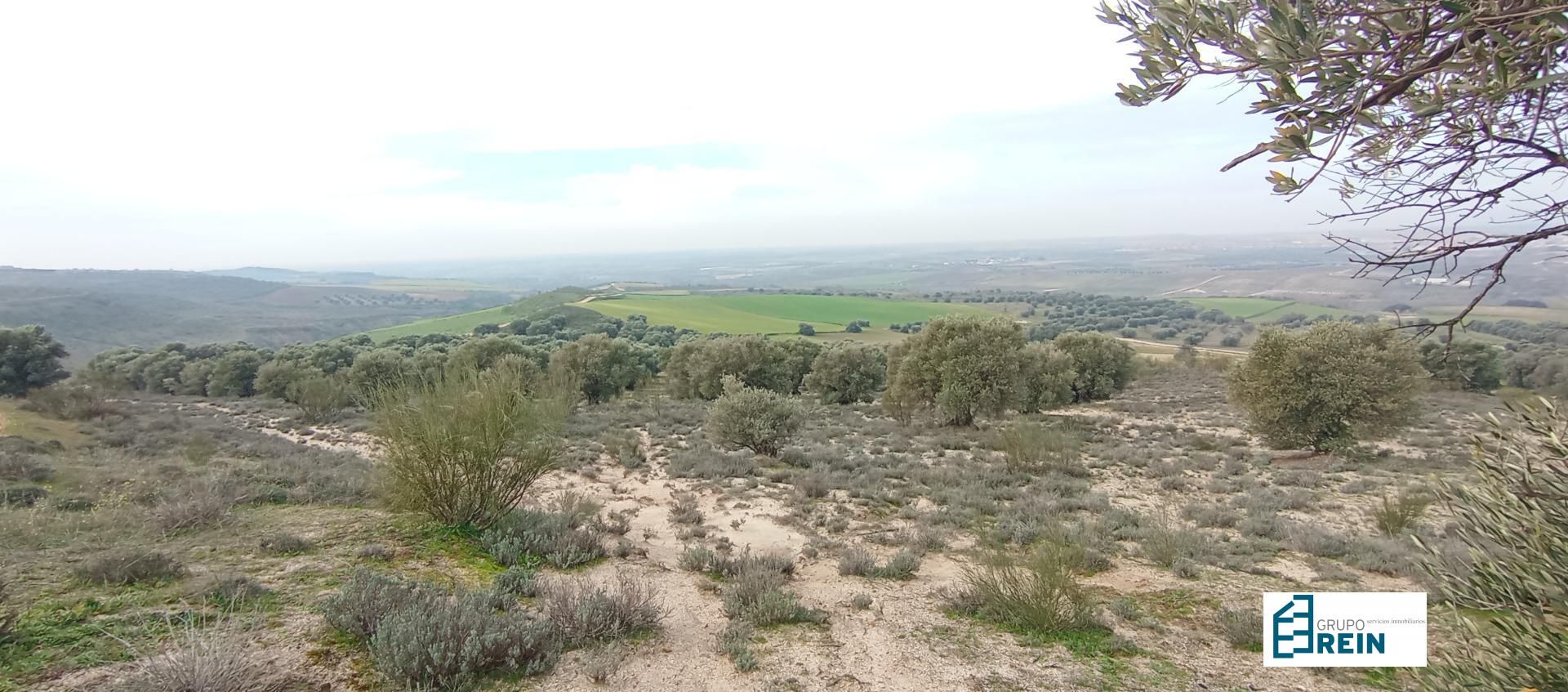 Land for sale in Palomeque