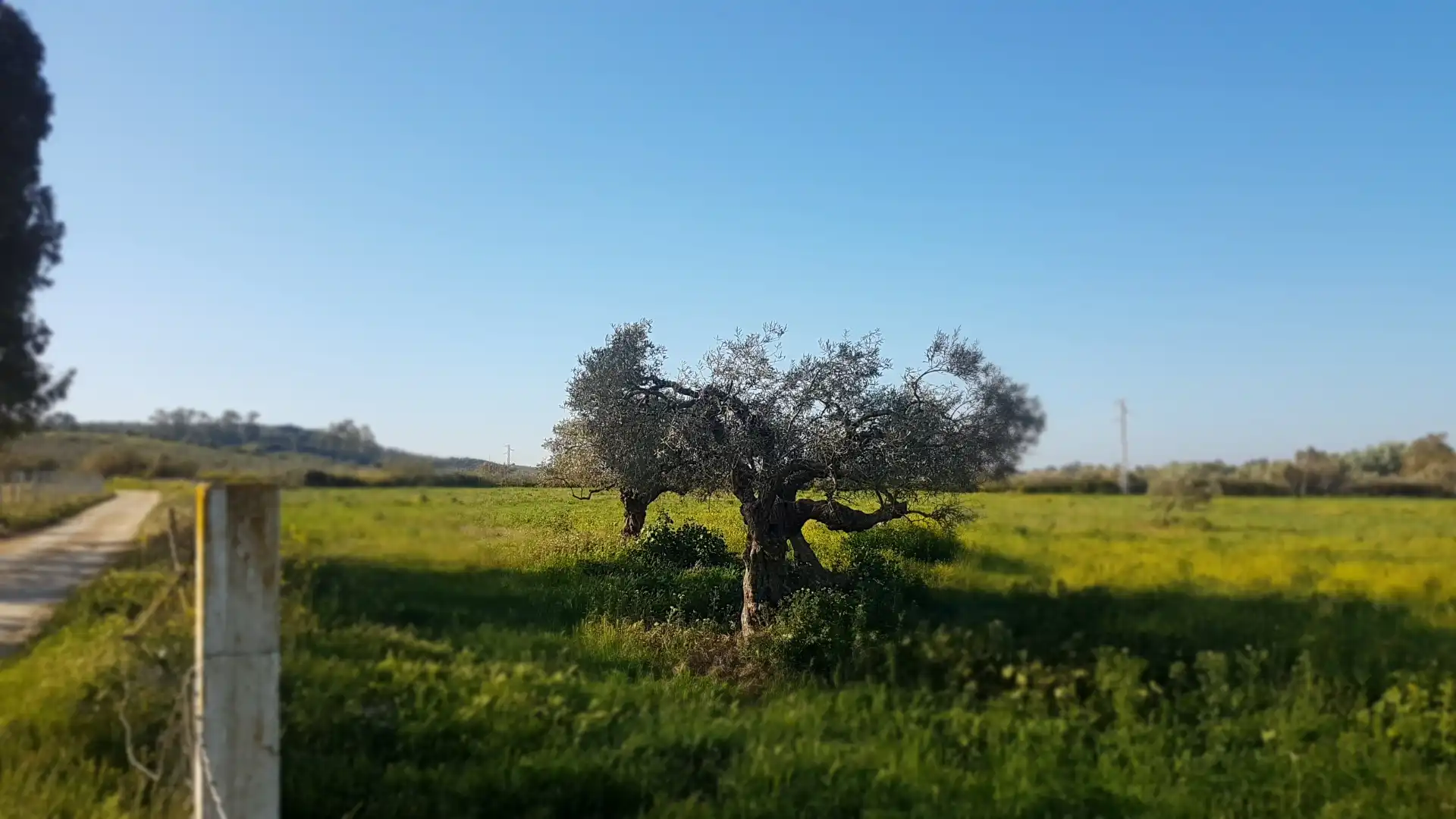 Terreni e lotti in vendita a Sanlúcar la Mayor, imagen 4