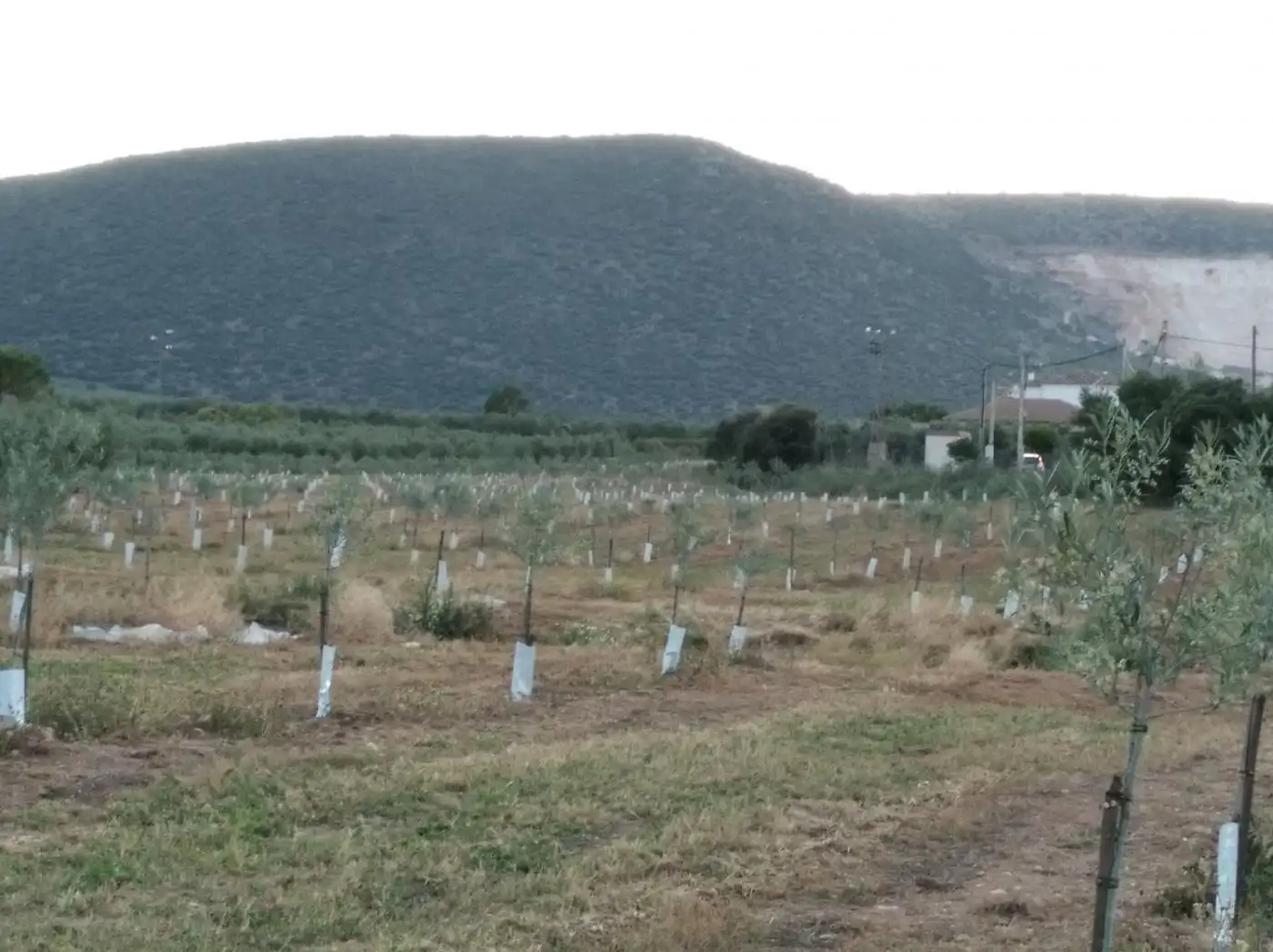 Finca rústica en venta en Lora de Estepa