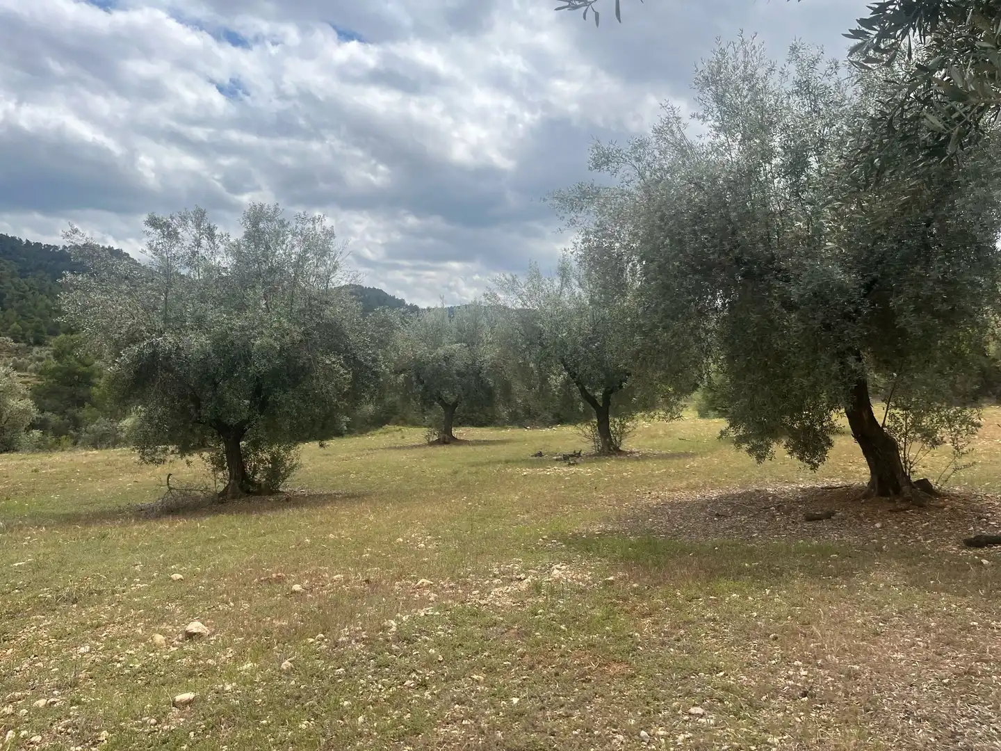Terreni e lotti in vendita a Cretas, imagen 10