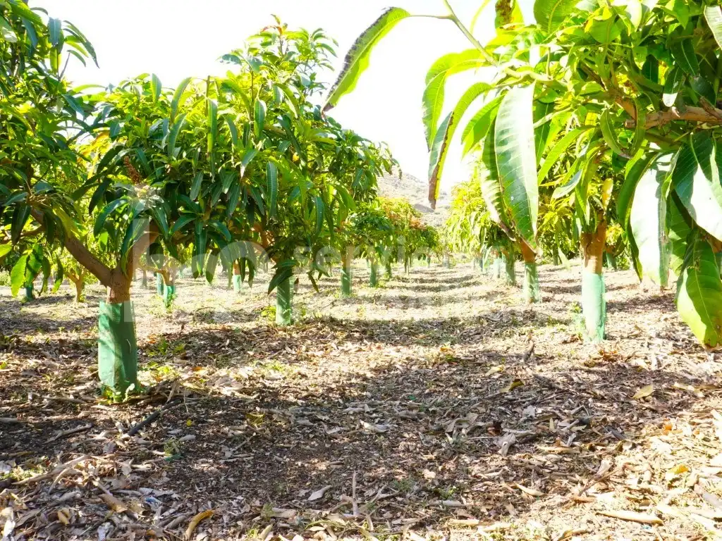 Finca rústica en venda a Diseminados Cortijo Lagar Del Rio (Diseminado), Centro Histórico