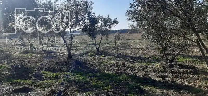 Terreni e lotti in vendita a Almonte ciudad, imagen 13