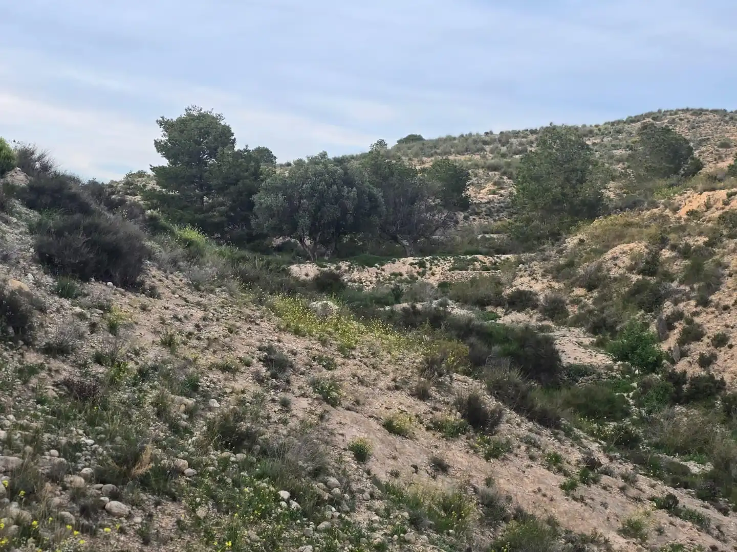 Terreno en venta en Molina de Segura