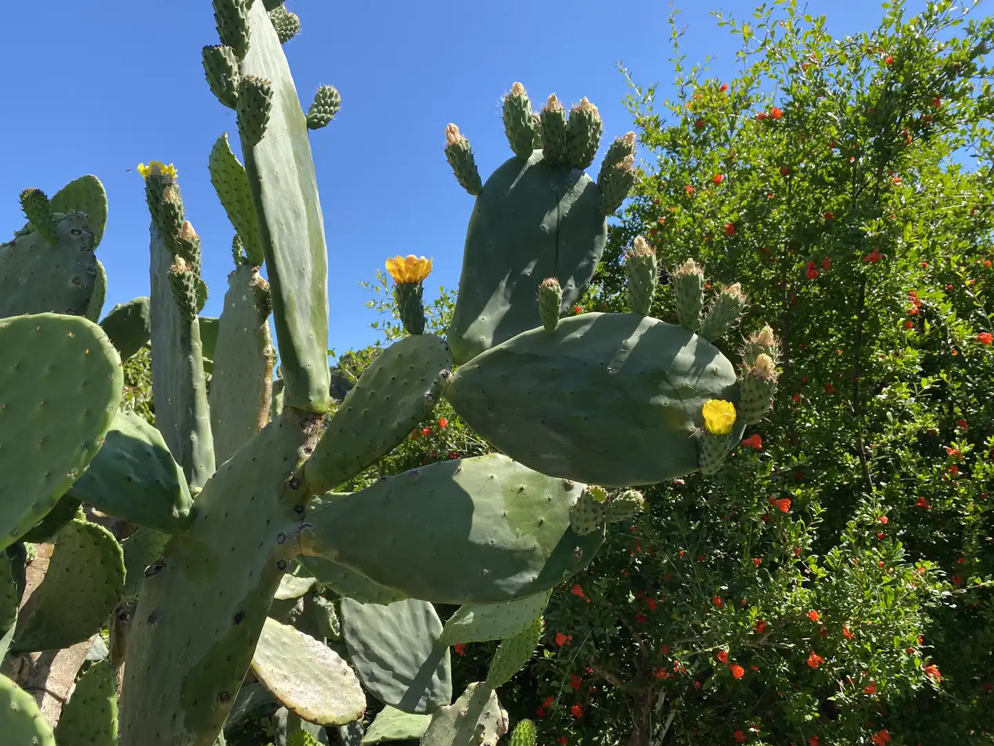 Garden of Country homes for sale in Estepona  with Air Conditioner, Private garden and Terrace