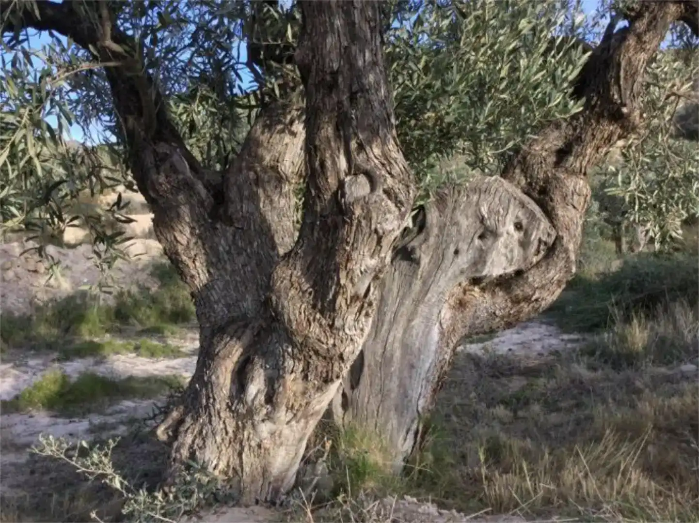 Vista exterior de Finca rústica en venda en Jijona / Xixona amb Piscina i Balcó