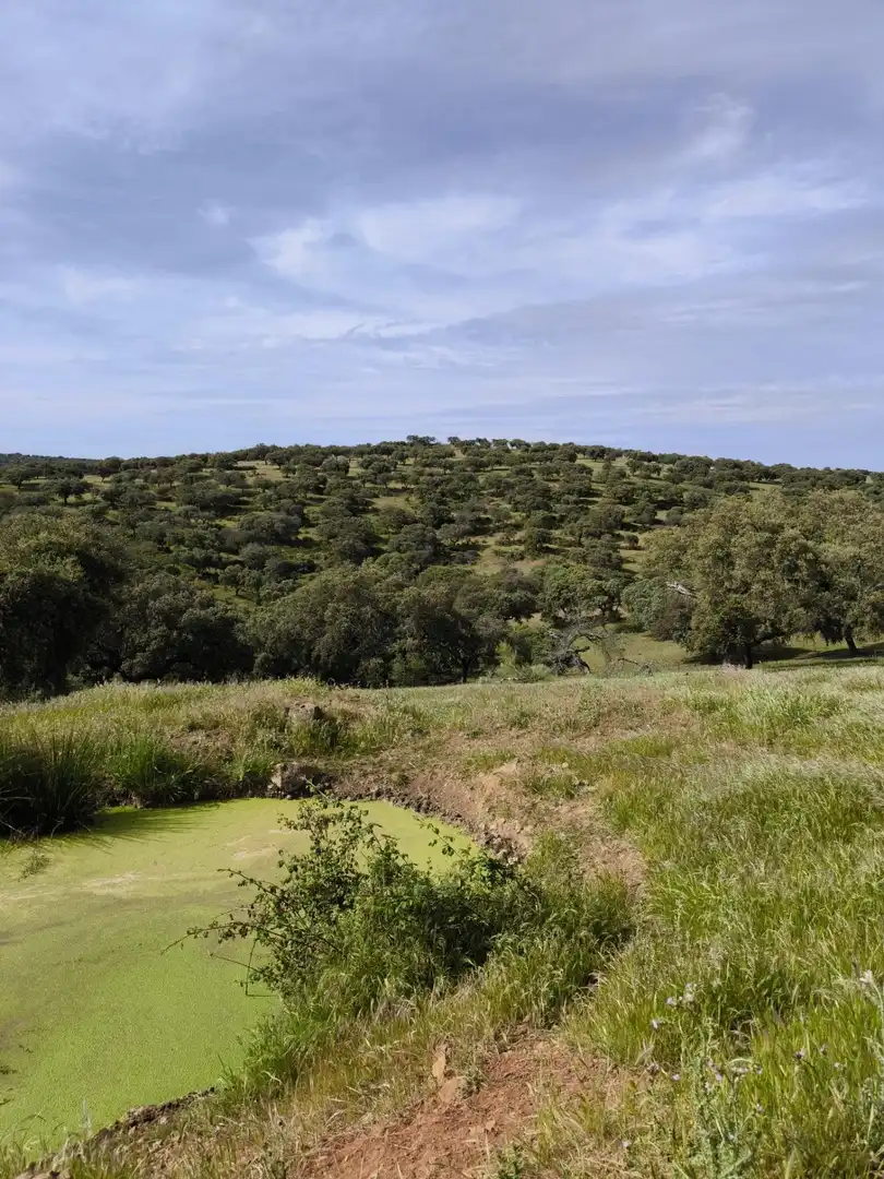 Rural land for sale in Fuente Obejuna, imagen 10