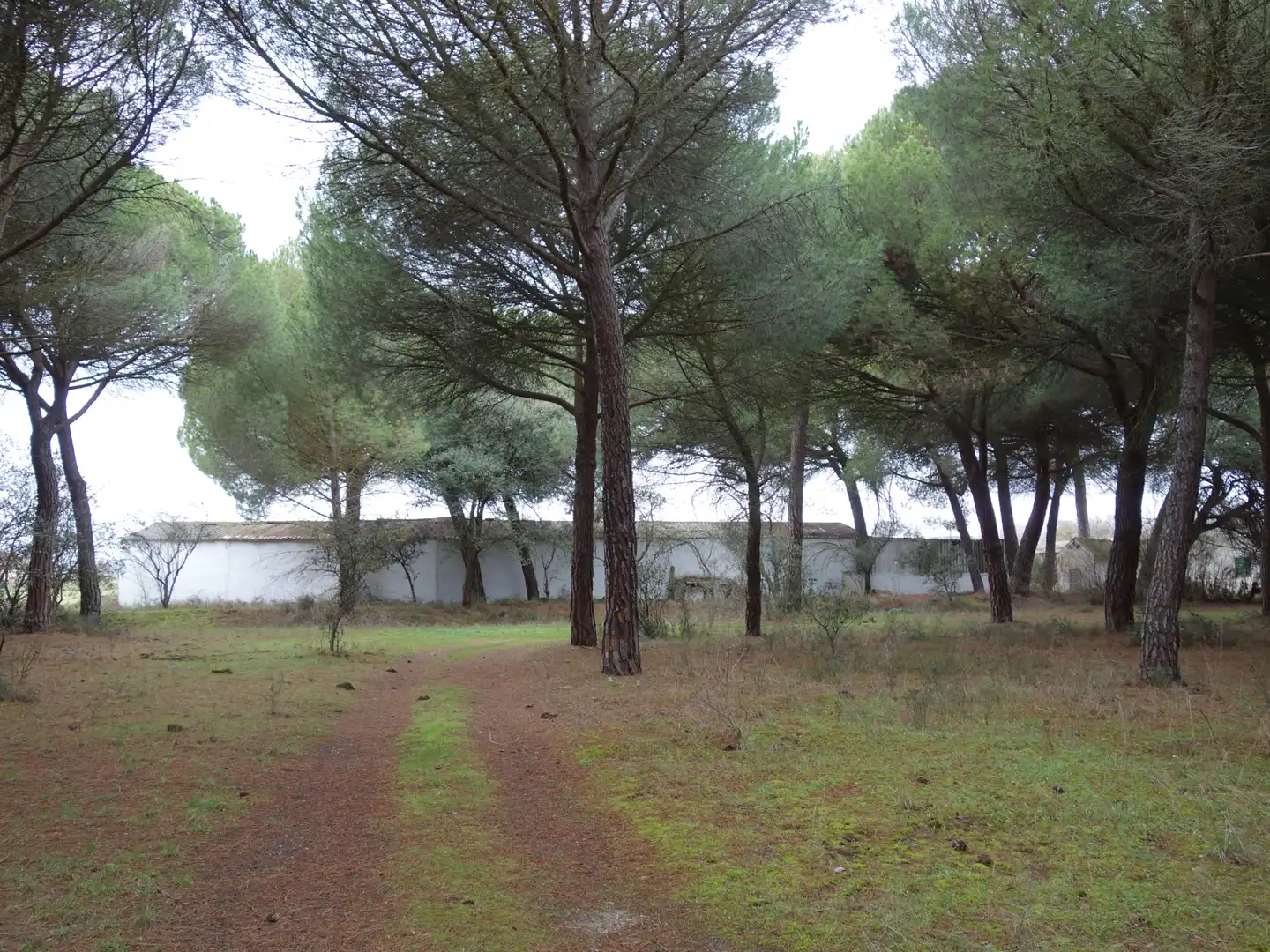 Terreno rustico in vendita a Tudela de Duero, imagen 8