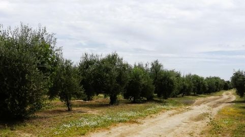 Photo 2 of Land for sale in Polígono 11 Parcela 69 el Llano. Villamanrique de, Villamanrique de la Condesa, Sevilla