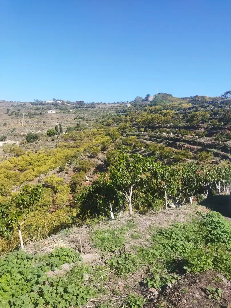 Terreno rústico en venta en Motril  ciudad, imagen 8