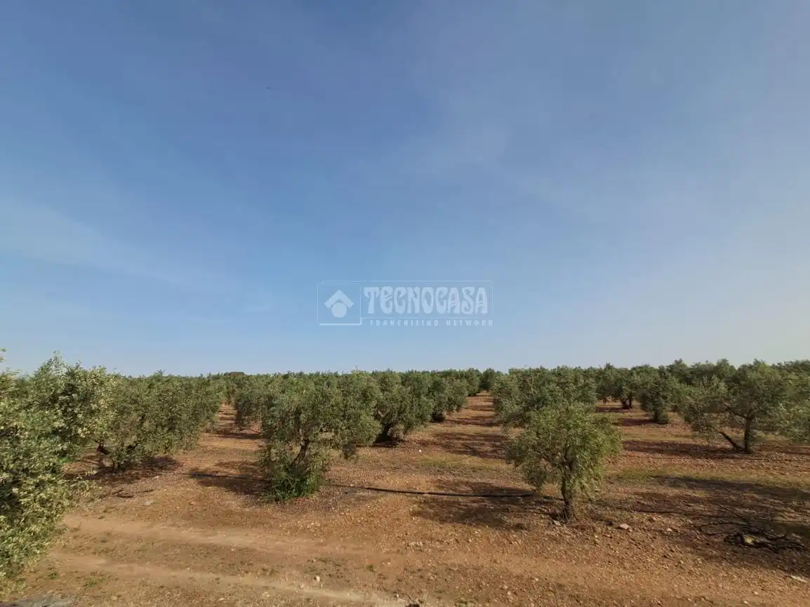 Terreno rustico in vendita a Carmona