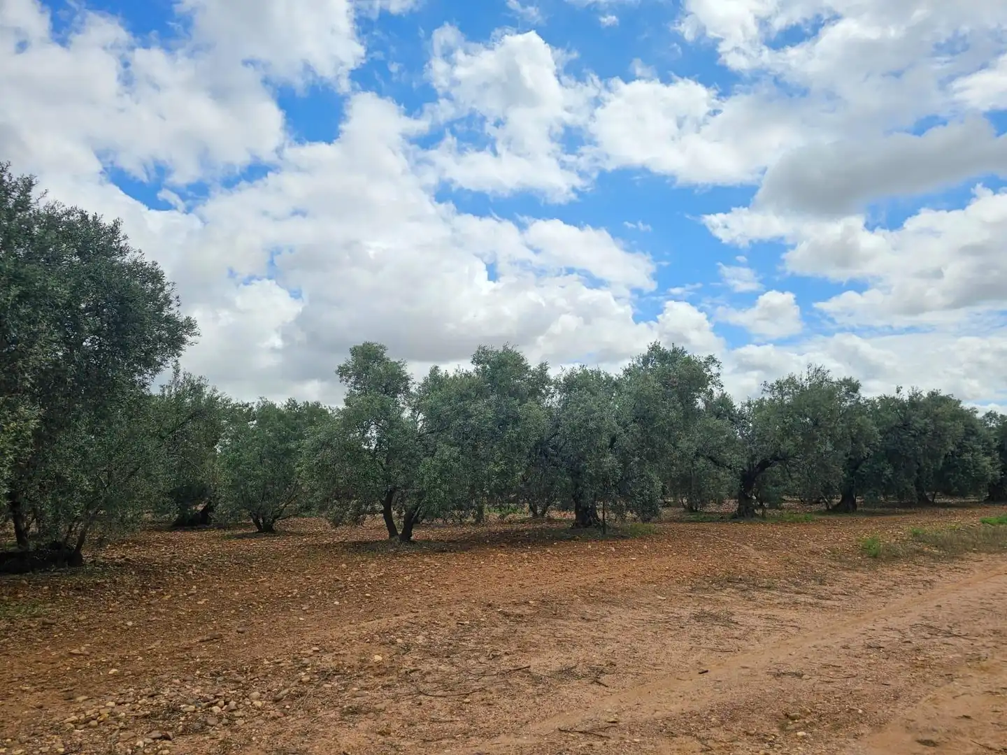 Terreno rustico in vendita a Carmona, imagen 2