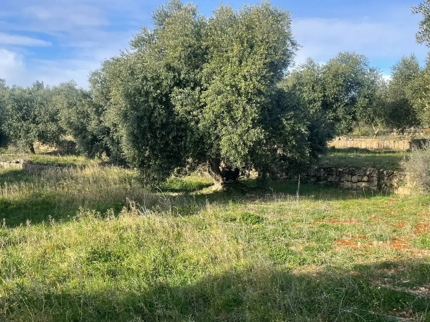 Rural land for sale in Cervià de Les Garrigues, imagen 18