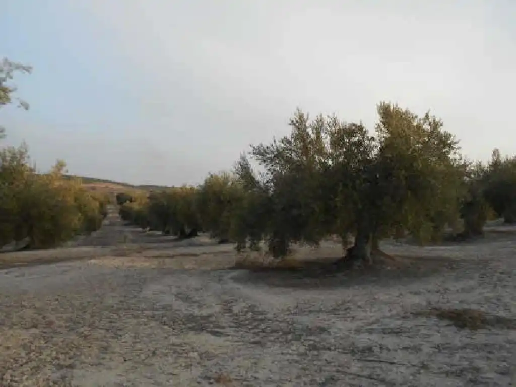 Terreni e lotti in vendita a Martos, imagen 5