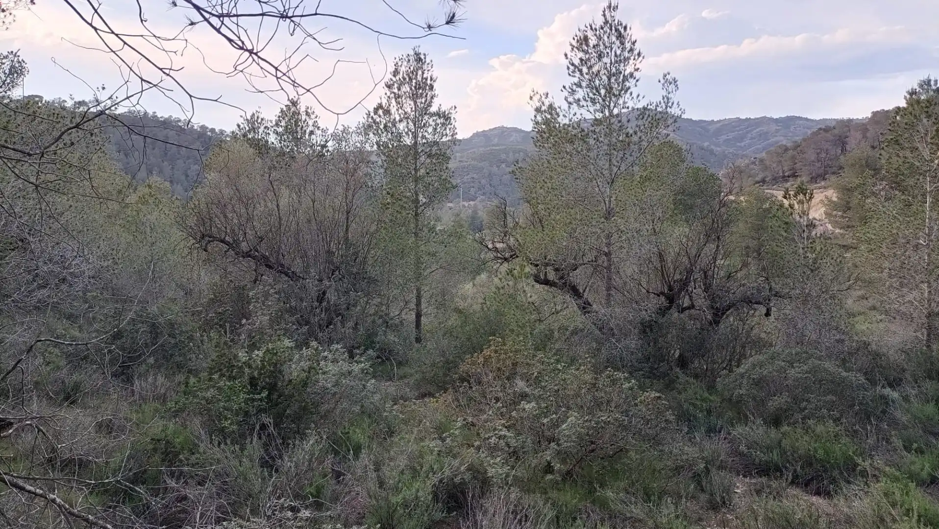 Terreno rustico in vendita a Móra d'Ebre, imagen 3