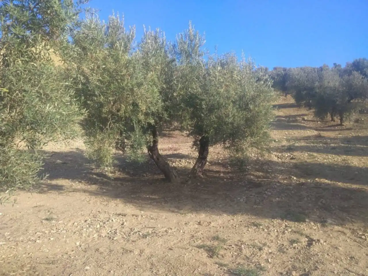 Rural land for sale in Castro del Río