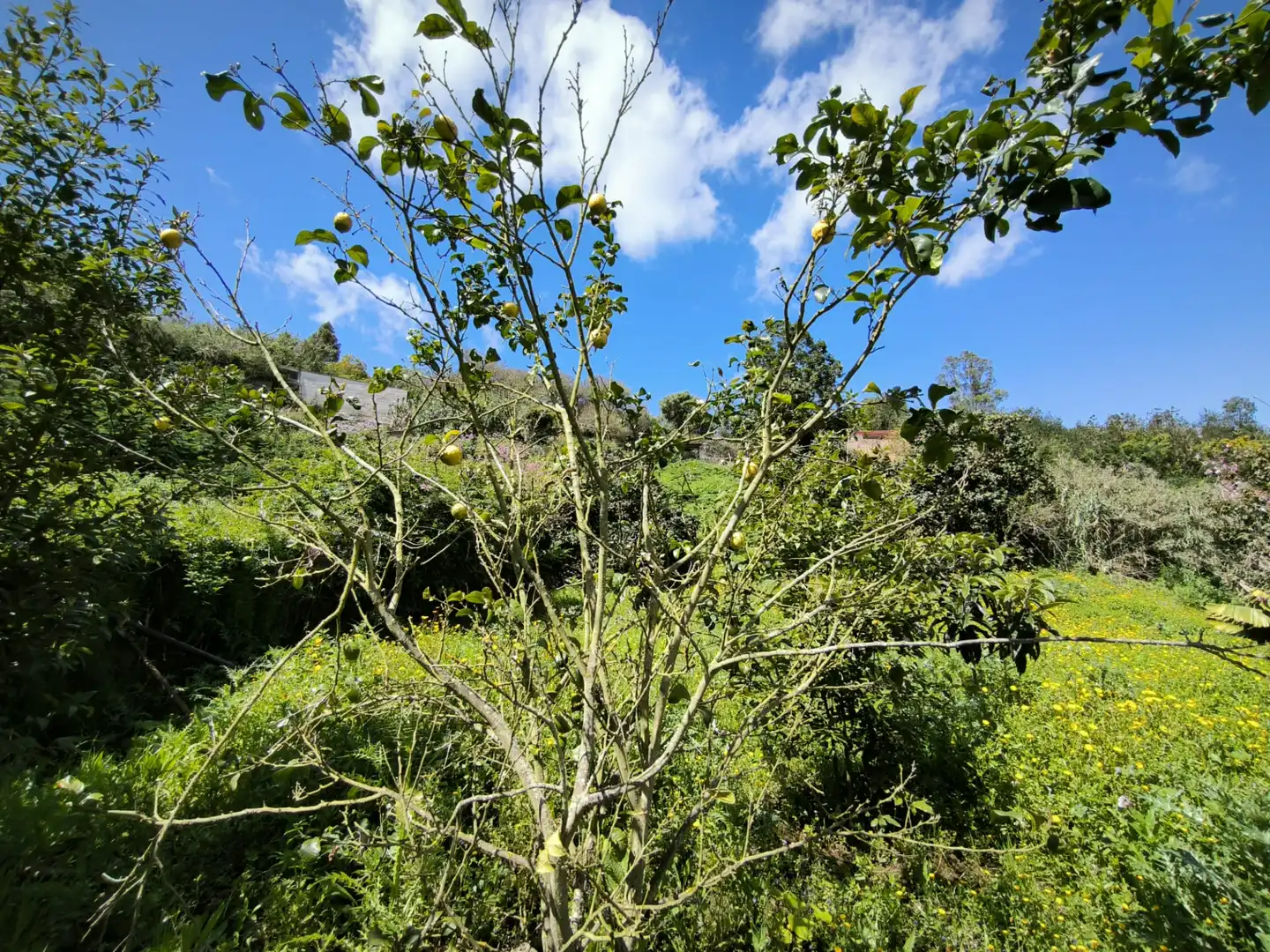 Finca rústica en venta en Moya (Las Palmas)