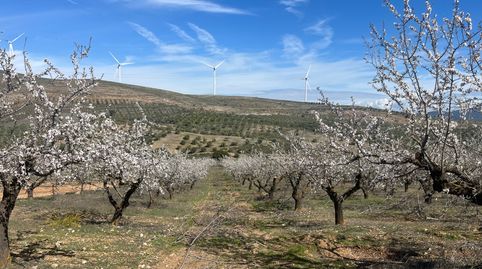 Finca de almendros en Padul, immagine 4