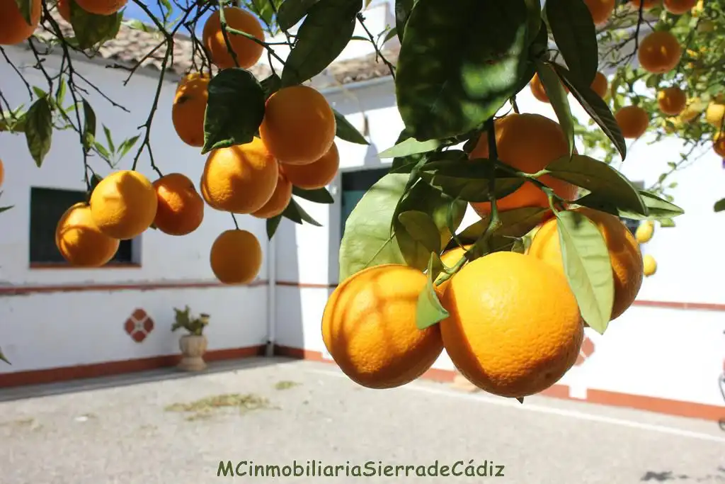 Casa rústica en venda a Algodonales, imagen 13