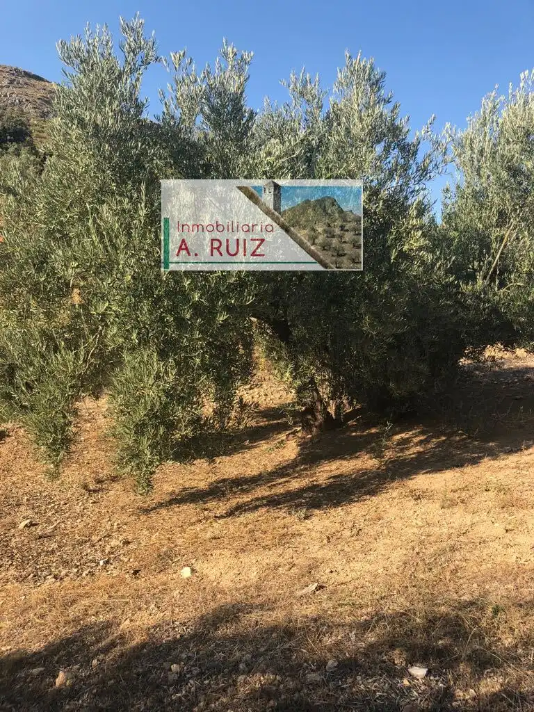 Terreny rústic en venda a Priego de Córdoba, imagen 2