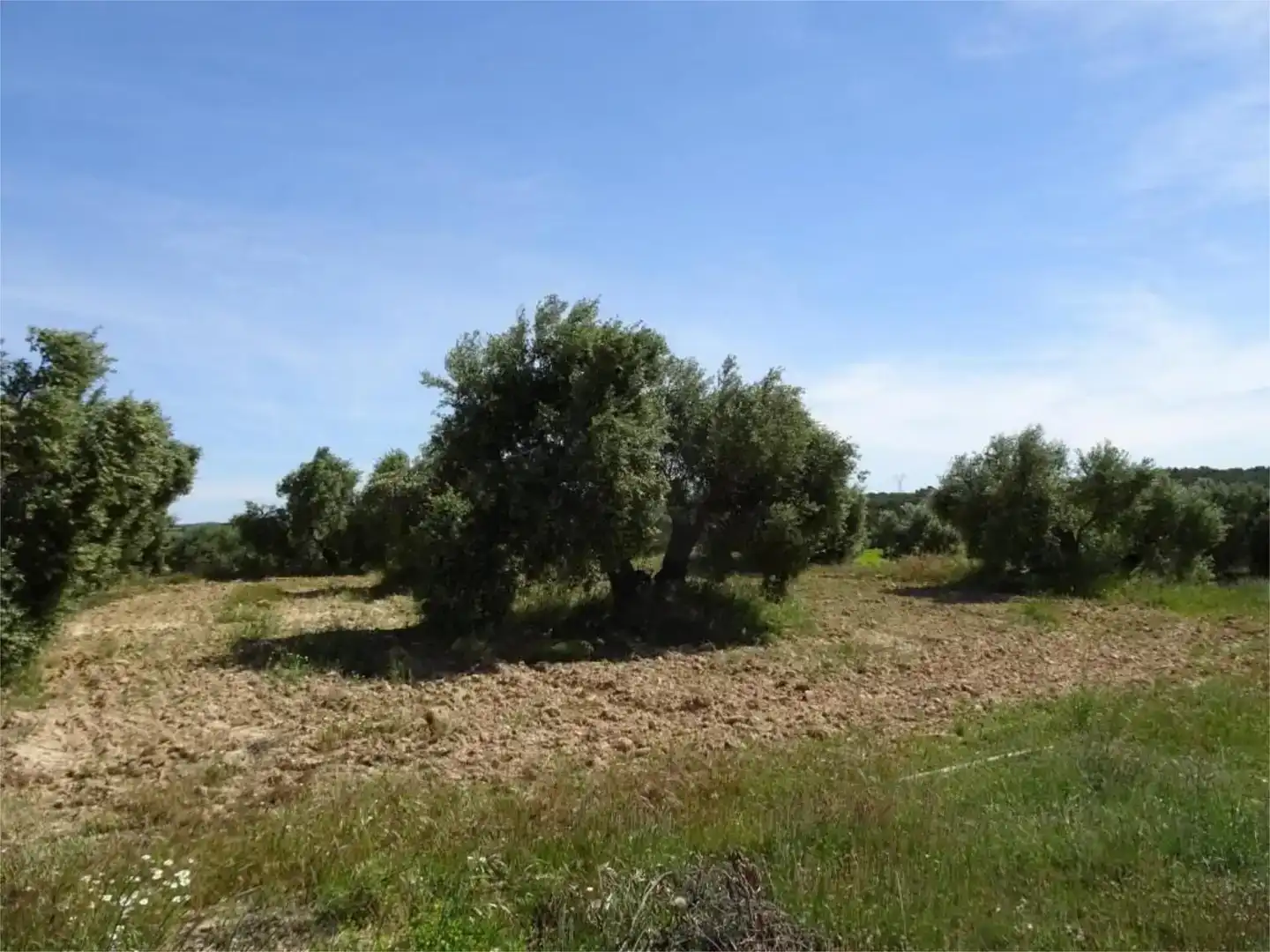 Land for sale in Batea