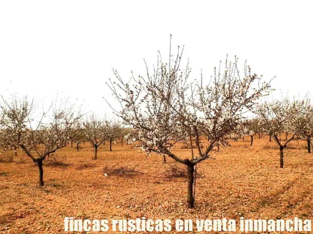 Terreno rustico in vendita a Alcázar de San Juan, imagen 4