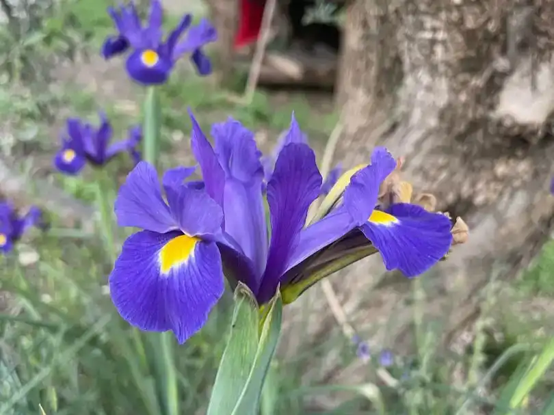 Jardí de Finca rústica en venda en Monda amb Aire condicionat, Piscina i Balcó