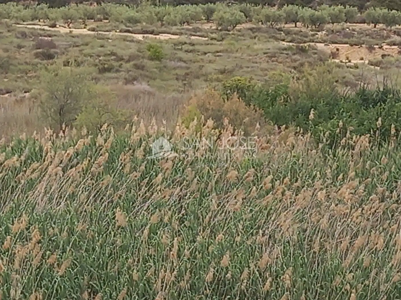 Rural land for sale in Novelda, imagen 7