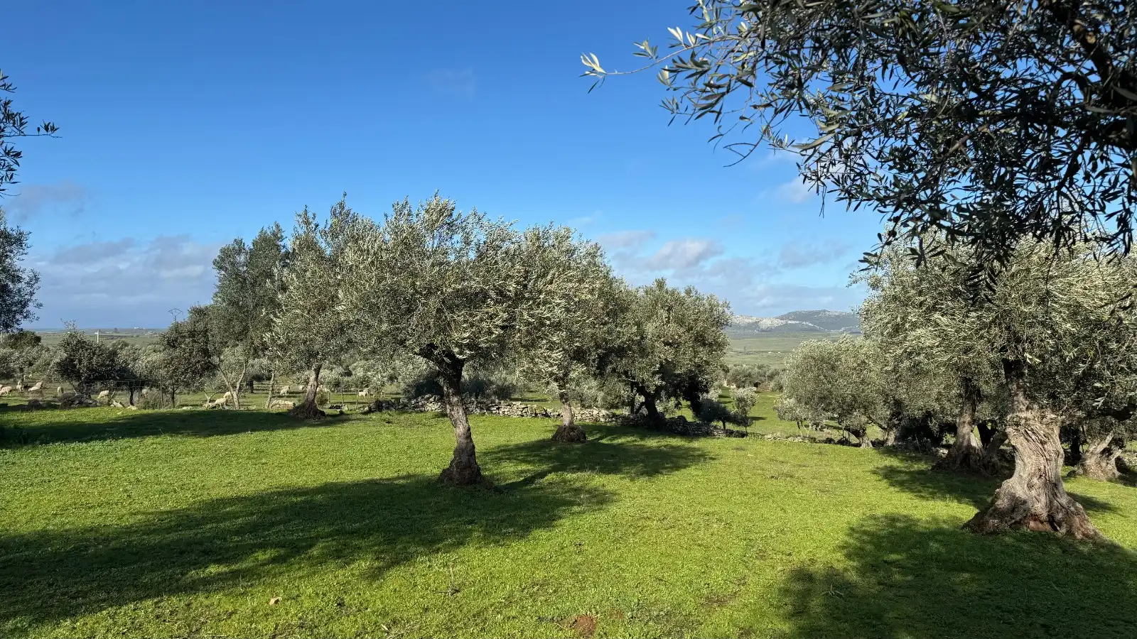 Terreni e lotti in vendita a Valencia de Alcántara, imagen 25