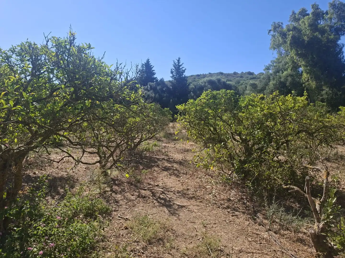Casa o xalet en venda en San Roque amb Aire condicionat, Calefacció i Jardí privat