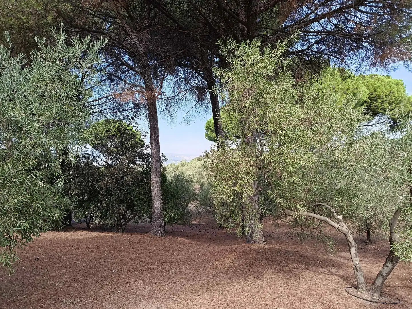 Casa rústica amb piscina en venda a Andújar, imagen 18